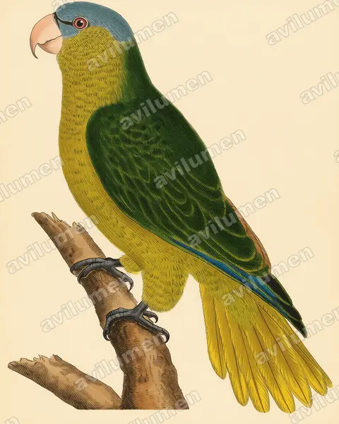 Illustration Planche ancienne : Tanygnathus gramineus (Perruche de Buru)