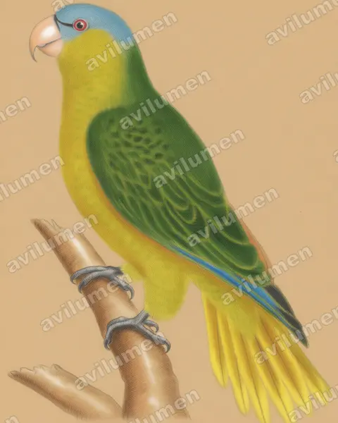 Illustration Crayon de couleur : Tanygnathus gramineus (Perruche de Buru)