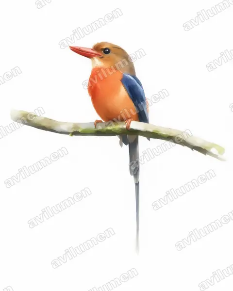 Brown-headed Paradise Kingfisher（Tanysiptera danae）的水彩插画