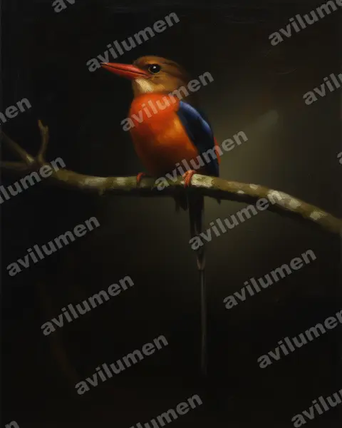 Brown-headed Paradise Kingfisher（Tanysiptera danae）的油画插画