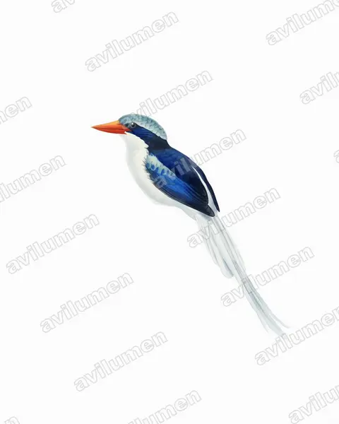 Ilustración en Acuarela: Tanysiptera ellioti (Alción colilargo de la Kofiau)
