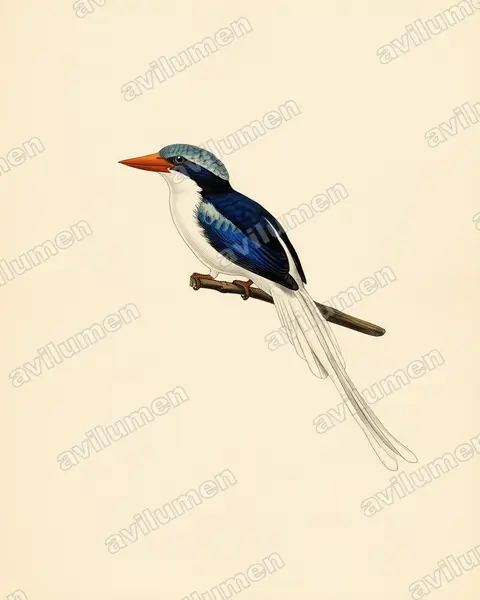 Ilustración en Lámina antigua: Tanysiptera ellioti (Alción colilargo de la Kofiau)