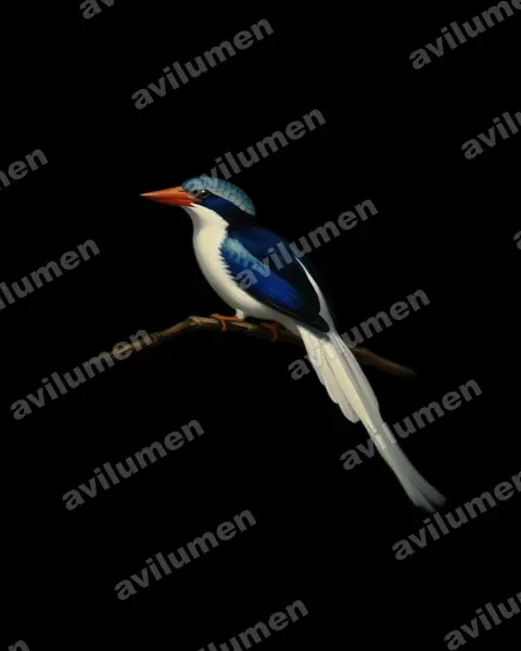 Ilustración en Óleo: Tanysiptera ellioti (Alción colilargo de la Kofiau)