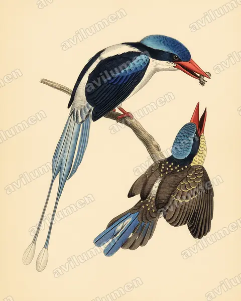 Illustration Planche ancienne : Tanysiptera galatea (Martin-chasseur à longs brins)