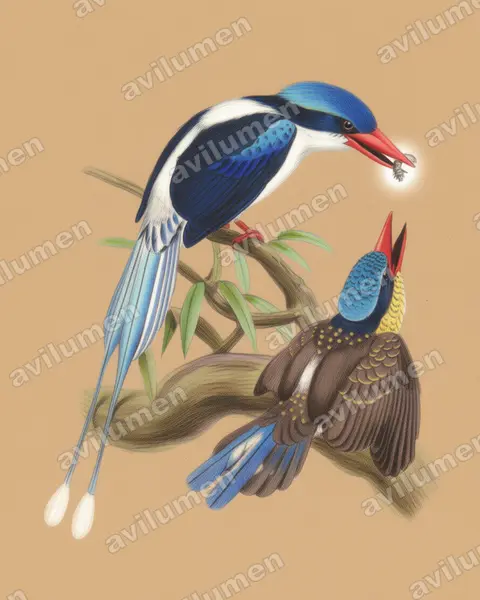 Illustration Crayon de couleur : Tanysiptera galatea (Martin-chasseur à longs brins)