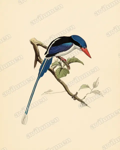 Vintage plate illustration: Tanysiptera hydrocharis (Little Paradise Kingfisher)