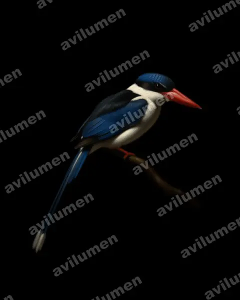 Oil illustration: Tanysiptera hydrocharis (Little Paradise Kingfisher)