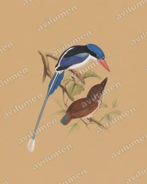 Colored pencil illustration: Tanysiptera hydrocharis (Little Paradise Kingfisher)