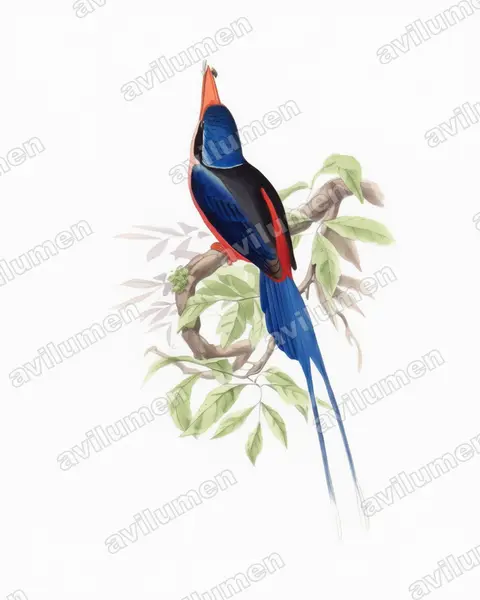 Ilustración en Acuarela: Tanysiptera nympha (Alción colilargo ninfa)