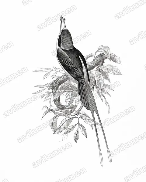 Ilustración en Tinta: Tanysiptera nympha (Alción colilargo ninfa)