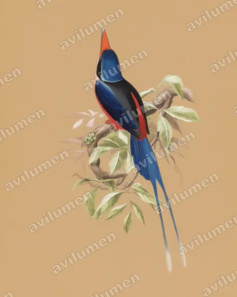 Ilustración en Lápiz de color: Tanysiptera nympha (Alción colilargo ninfa)