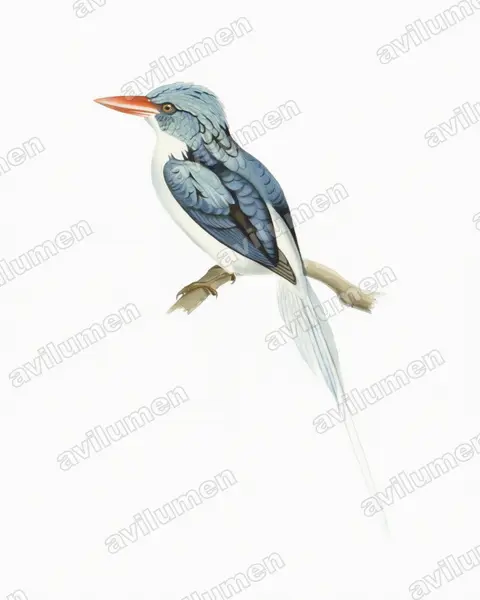 Illustration im Stil Aquarell: Biakliest (Tanysiptera riedelii)