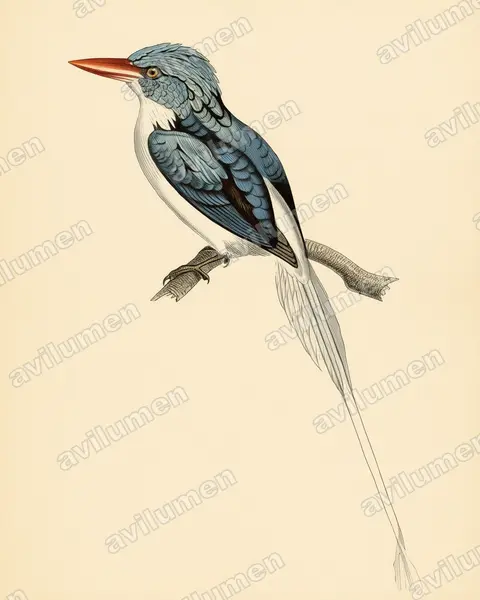 Illustration im Stil Historische Tafel: Biakliest (Tanysiptera riedelii)