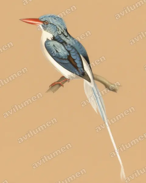 Illustration im Stil Buntstift: Biakliest (Tanysiptera riedelii)