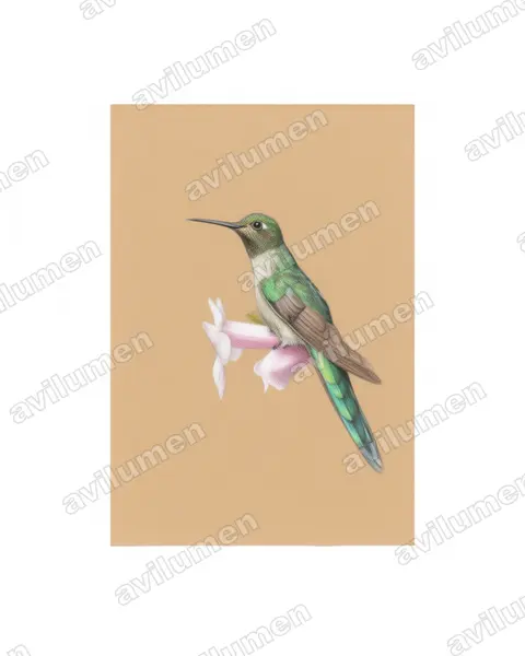 Illustration im Stil Buntstift: Graubauchsylphe (Taphrolesbia griseiventris)