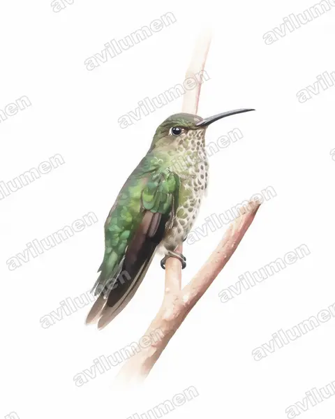Illustration im Stil Aquarell: Tropfenkolibri (Taphrospilus hypostictus)