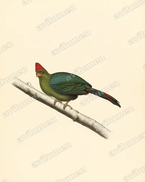 Ilustración en Lámina antigua: Tauraco bannermani (Turaco de Bannerman)