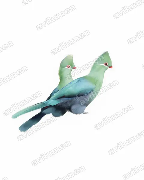 Illustration im Stil Aquarell: Federhelmturako (Tauraco corythaix)