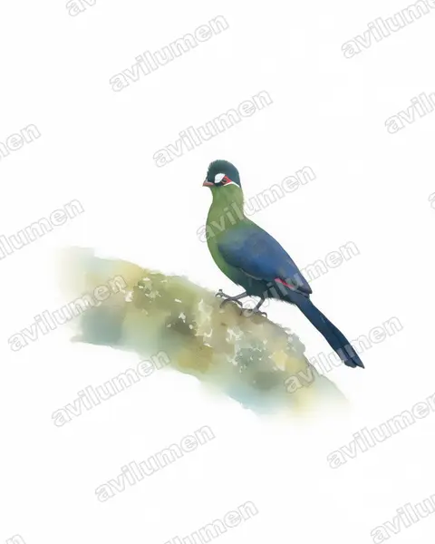 Ilustración en Acuarela: Tauraco hartlaubi (Turaco de Hartlaub)