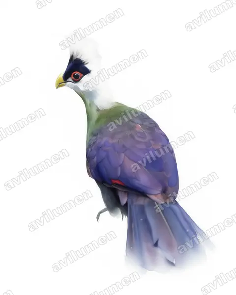 Watercolor illustration: Tauraco leucolophus (White-crested Turaco)