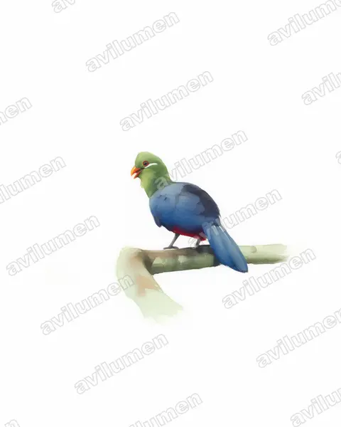 Illustration Aquarelle : Tauraco macrorhynchus (Touraco à gros bec)