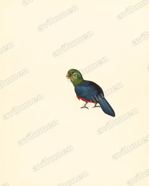 Illustration Planche ancienne : Tauraco macrorhynchus (Touraco à gros bec)