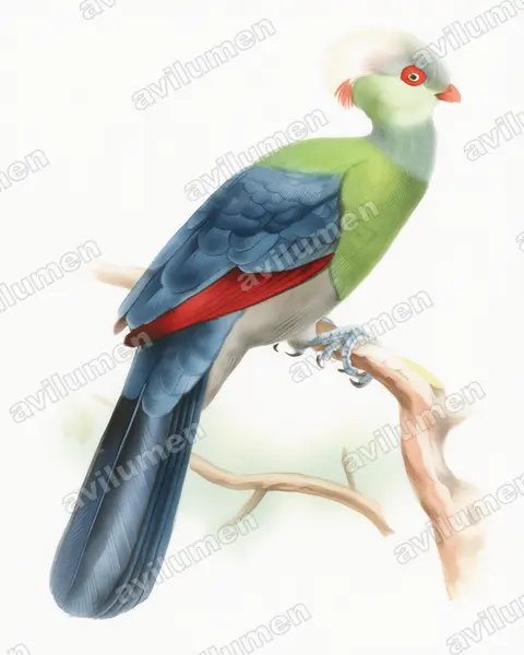 Illustration Aquarelle : Tauraco ruspolii (Touraco de Ruspoli)
