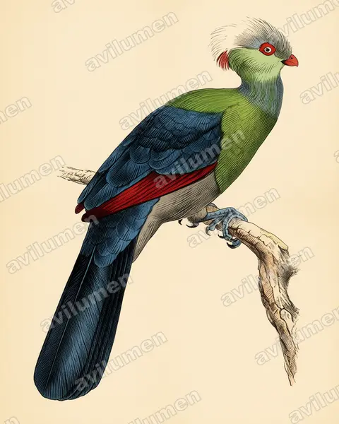 Illustration Planche ancienne : Tauraco ruspolii (Touraco de Ruspoli)