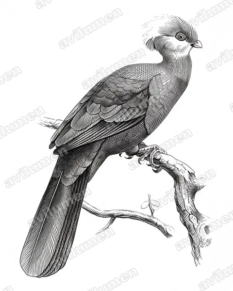 Illustration Encre : Tauraco ruspolii (Touraco de Ruspoli)