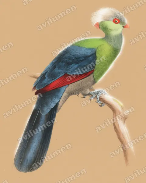 Illustration Crayon de couleur : Tauraco ruspolii (Touraco de Ruspoli)