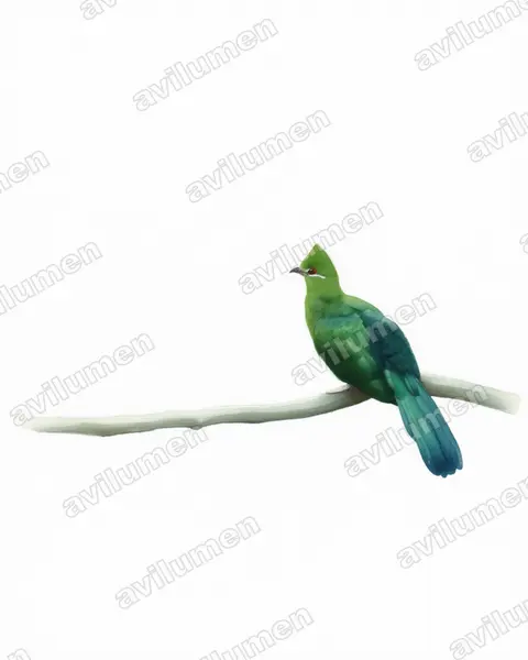 Watercolor illustration: Tauraco schuettii (Black-billed Turaco)