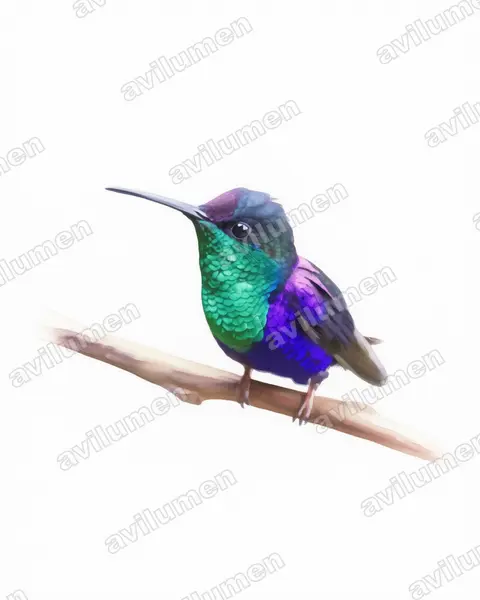 Ilustración en Acuarela: Thalurania colombica (Zafiro coroniazul​)