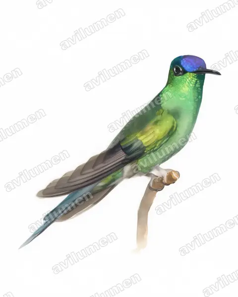 Illustration Aquarelle : Thalurania glaucopis (Dryade glaucope)