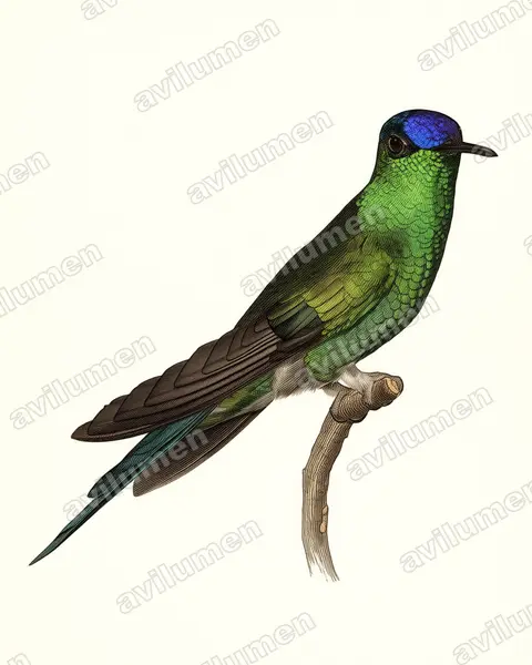 Illustration Planche ancienne : Thalurania glaucopis (Dryade glaucope)