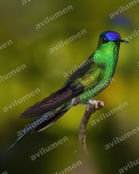 Illustration Réaliste : Thalurania glaucopis (Dryade glaucope)