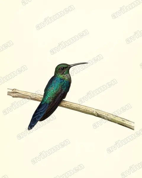 Ilustración en Lámina antigua: Thalurania watertonii (Zafiro colilargo​)