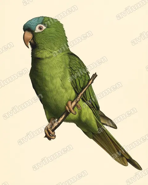 Illustration im Stil Historische Tafel: Spitzschwanzsittich (Thectocercus acuticaudatus)