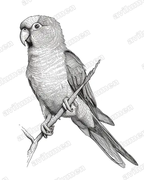 Illustration im Stil Tusche: Spitzschwanzsittich (Thectocercus acuticaudatus)