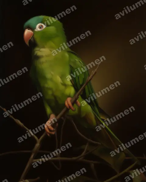 Illustration im Stil Öl: Spitzschwanzsittich (Thectocercus acuticaudatus)