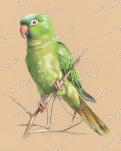 Illustration im Stil Buntstift: Spitzschwanzsittich (Thectocercus acuticaudatus)