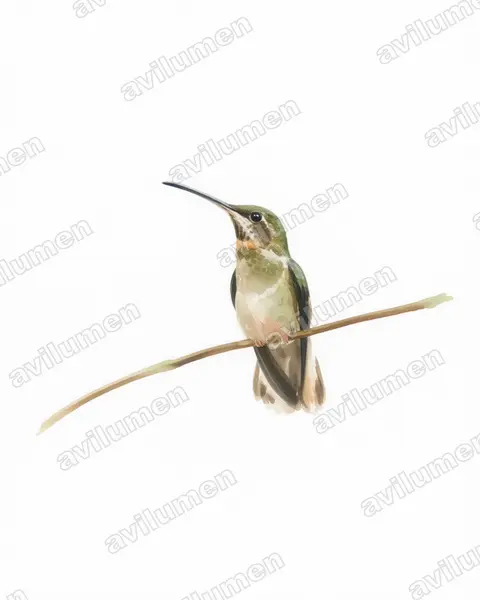 Watercolor illustration: Threnetes leucurus (Pale-tailed Barbthroat)
