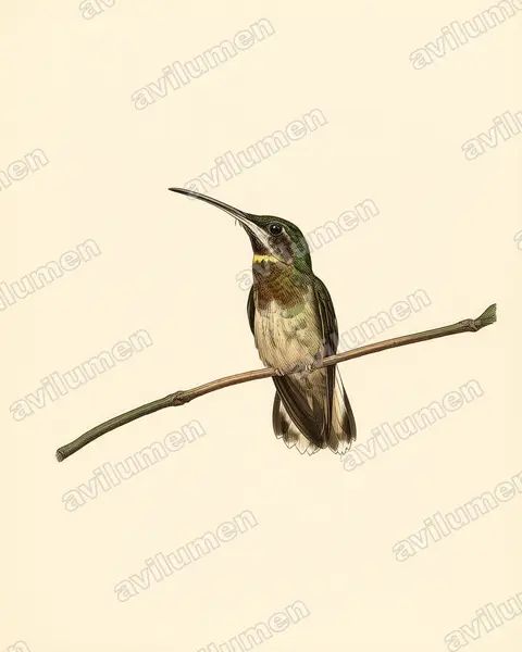 Vintage plate illustration: Threnetes leucurus (Pale-tailed Barbthroat)