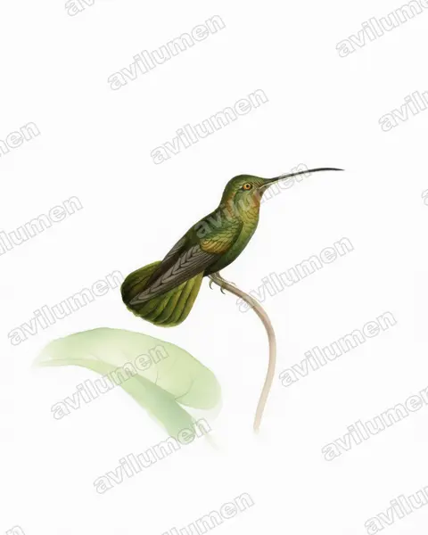 Watercolor illustration: Threnetes niger (Sooty Barbthroat)