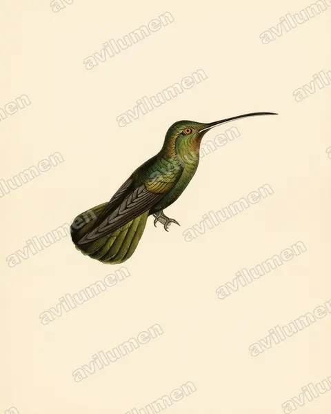 Vintage plate illustration: Threnetes niger (Sooty Barbthroat)
