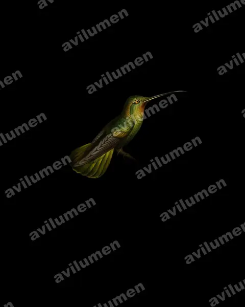 Oil illustration: Threnetes niger (Sooty Barbthroat)