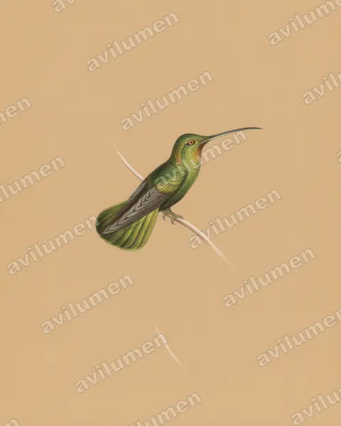Colored pencil illustration: Threnetes niger (Sooty Barbthroat)