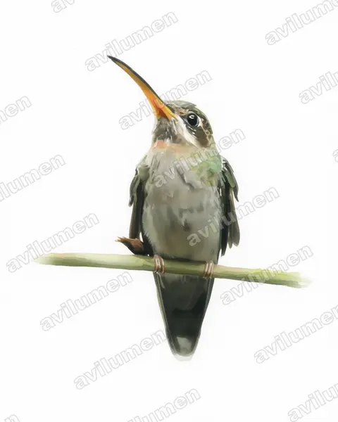 Watercolor illustration: Threnetes ruckeri (Band-tailed Barbthroat)