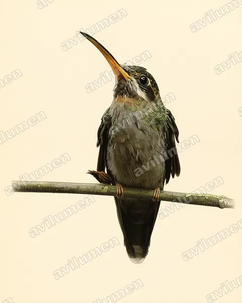 Vintage plate illustration: Threnetes ruckeri (Band-tailed Barbthroat)