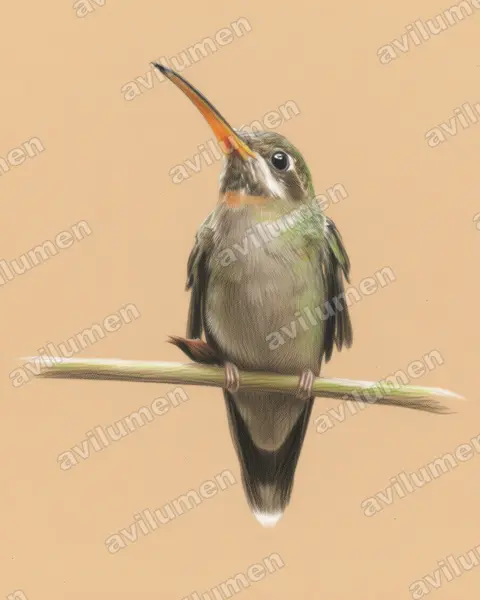Colored pencil illustration: Threnetes ruckeri (Band-tailed Barbthroat)