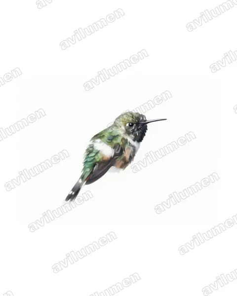 Illustration Aquarelle : Tilmatura dupontii (Colibri zémès)